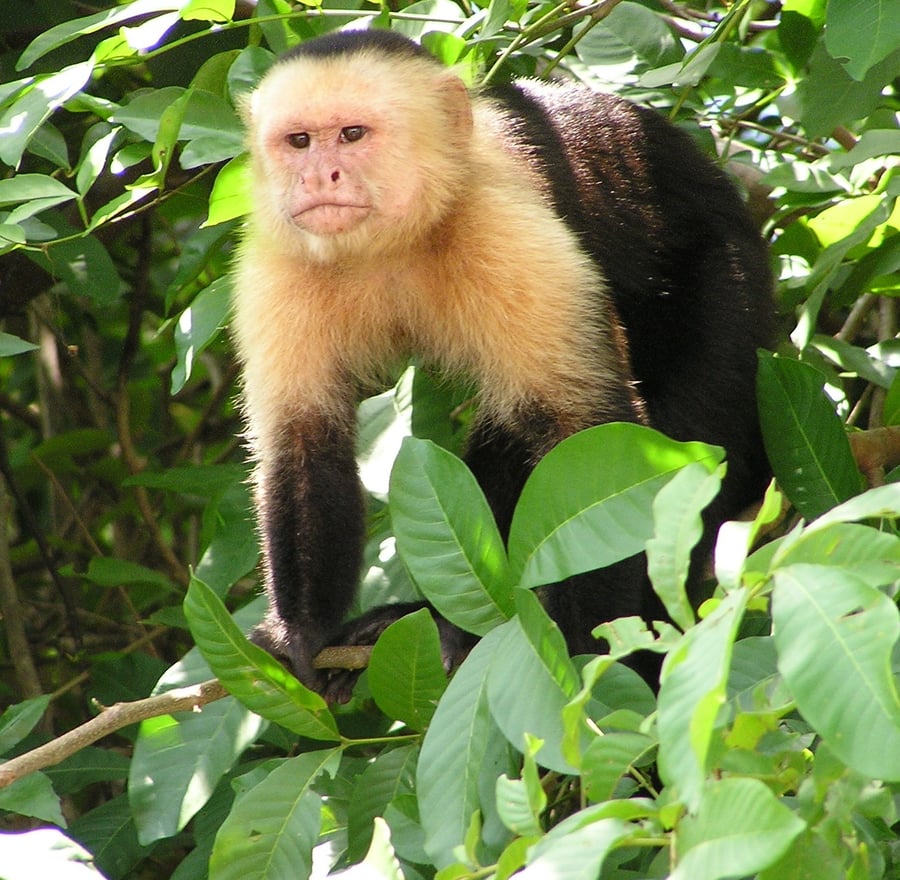 The Monkeys of Guanacaste, Costa Rica